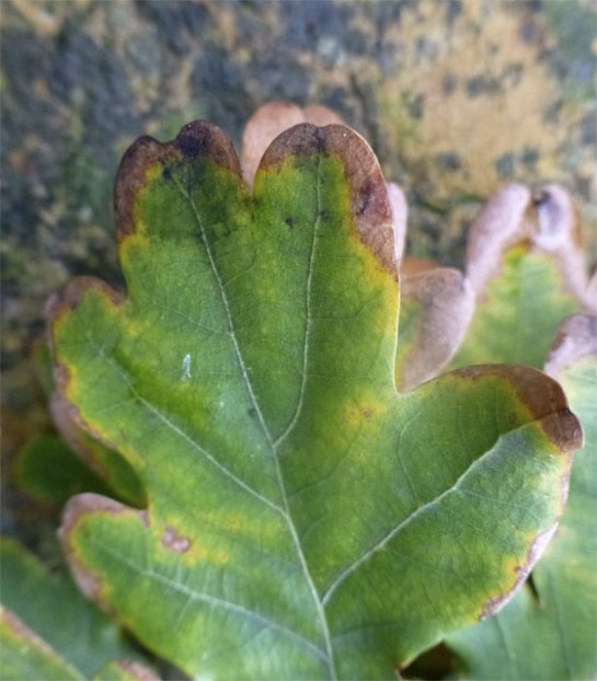 Burnt edges on an Oak leaf.