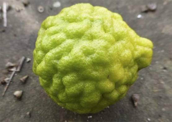 Kaffir Lime -lumpy texture