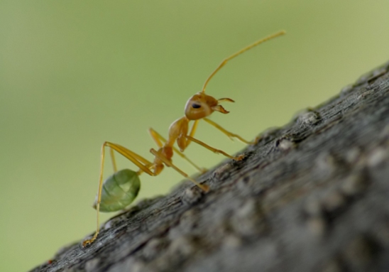 ant-climbing