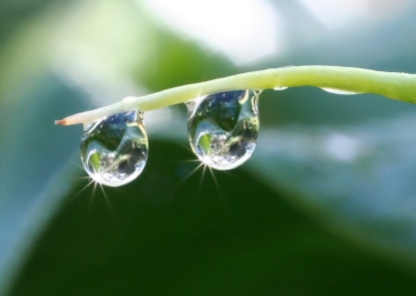 Two Dewdrops