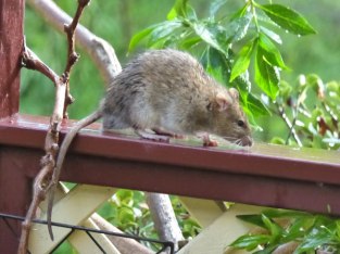 Rat -the reason I'm reluctant to use the bird feeder