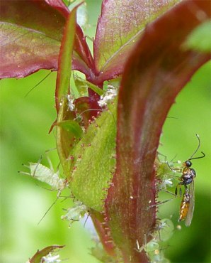 Aphids and a wasp