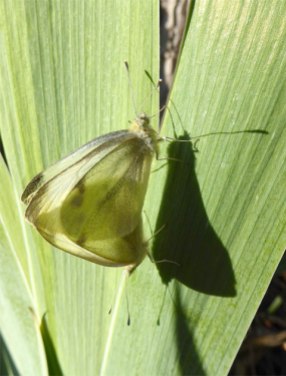 Mating Cabbage White Butterflies