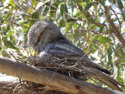 Male Tawny Frogmouth
