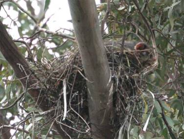 Possum - intruder in the Magpies' nest