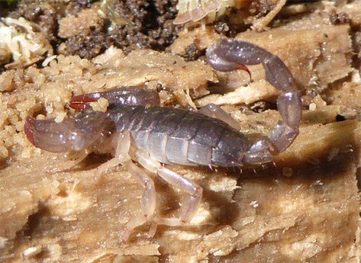 Tiny scorpion