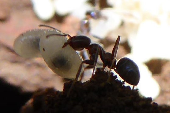 Ant with egg