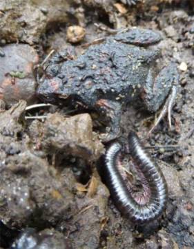 Frog and Millipede