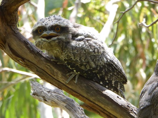 Baby Frogmouth