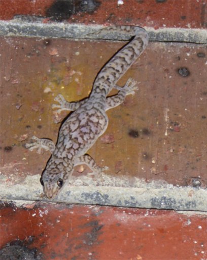 Marbled gecko - maybe pregnant