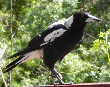 Australian Magpie with broken foot