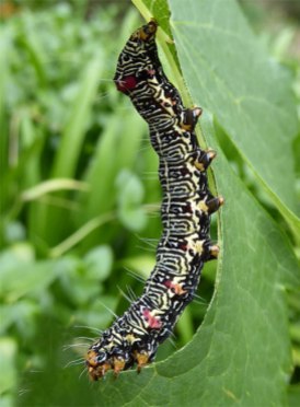 Vine Moth caterpillar