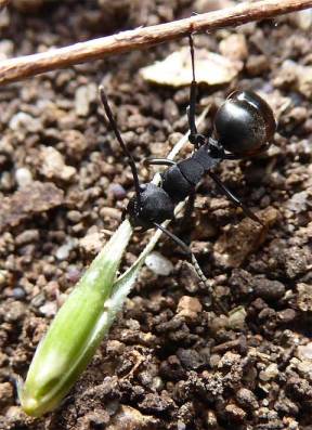 Ant with seed