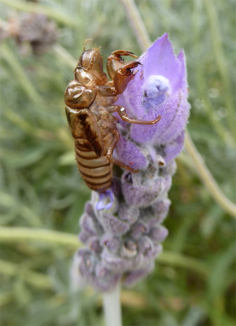 Cicada exoskeleton, I can hear the real things!