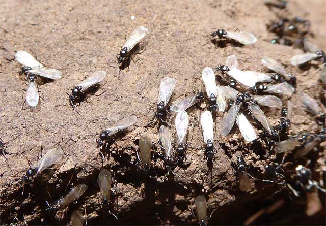 Летающие муравьи в доме. Крылья муравьев. Рой летающих муравьев. Муравьи с крыльями. Куча летающих муравьев.