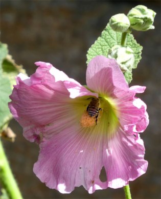 Blue-banded Bee in Hollyhock flower