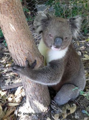 This Koala seemed unhappy in the heat.