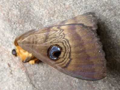 Southern Old-Lady Moth