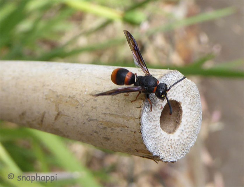 Tiny wasp looking for a nest site