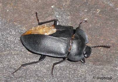 Battle scarred beetle