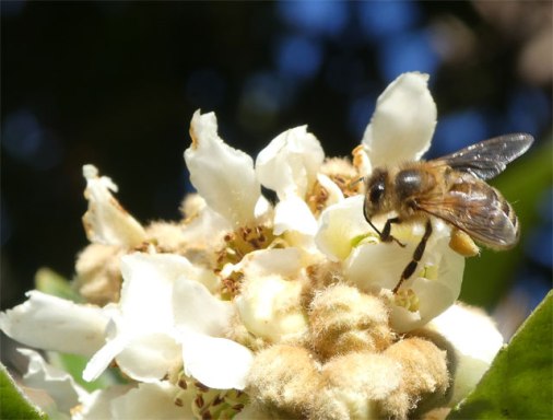 Bee on a Loquat flower
