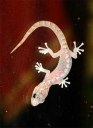 Baby Gecko on the kitchen window