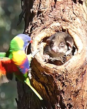 Ringtail Possum repelling a Lorikeet trying to get back into its nest.