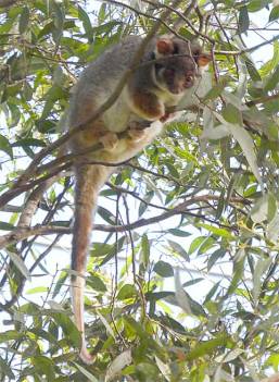 Ringtail Possum out in daylight.