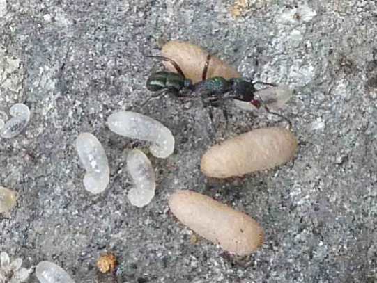 Ant with eggs