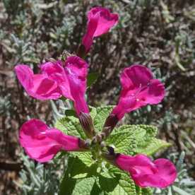 Salvia - dark pink