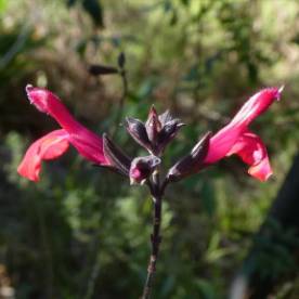 Salvia - red