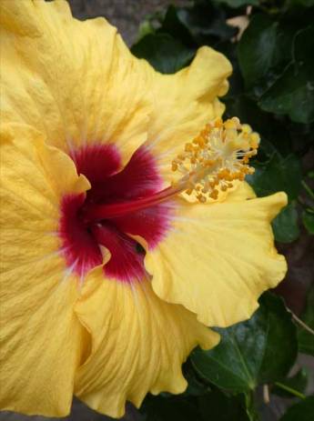 Hibiscus--yellow