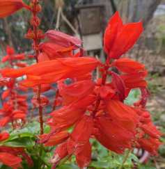 Salvia--red
