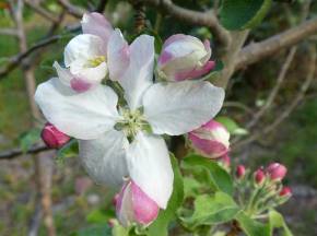 Apple-Blossom