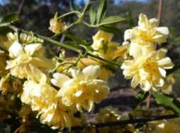 Banksia-Rose