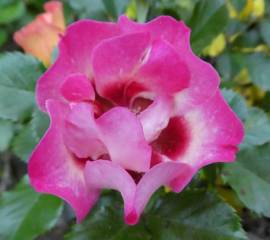 Calypso---miniature-Rose