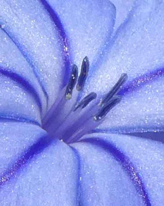 Plumbago flower