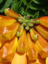 Tacoma flower buds