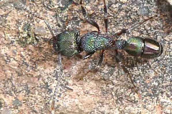 Iridescent Ant