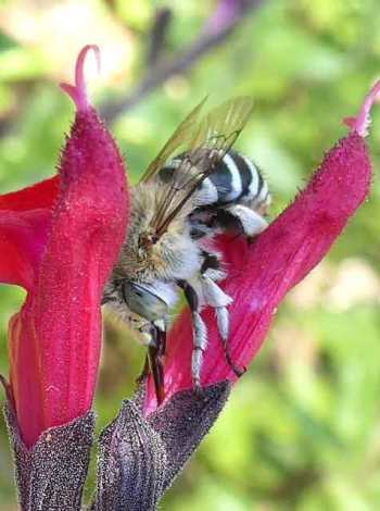 Blue-banded Bee on Salvia