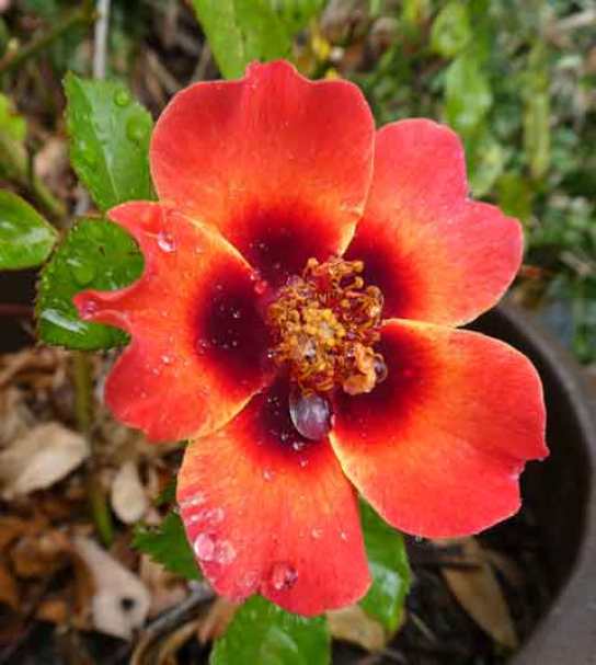 Miniature Rose -Calypso