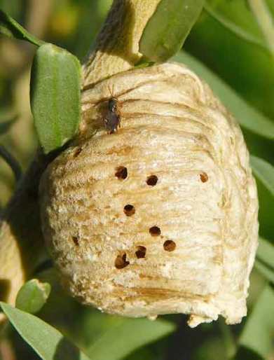 Holes in the Praying Mantis egg case possibly made by the small wasp