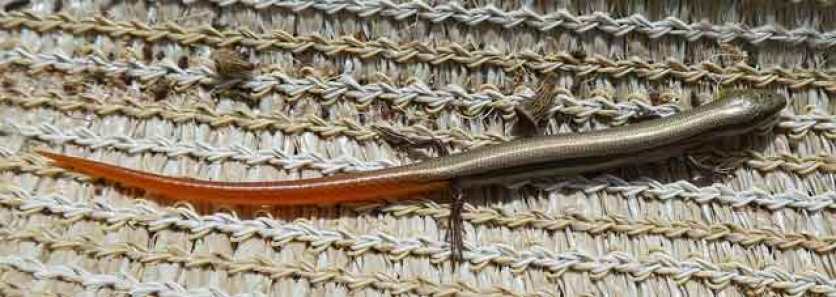 Red tailed Skink