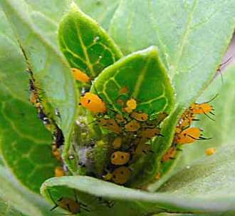 Aphids on a Swan Bush