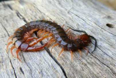 Centipede -it was in wood we were taking out of the back of the car