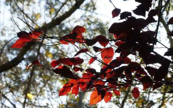 Prunus leaves