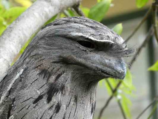 Tawny Frogmouth whiskers