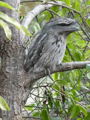 Tawny Frogmouth -within touching distance