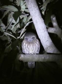 Southern Boobook Owl