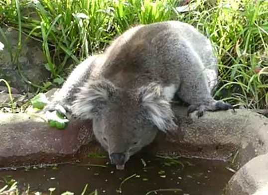 Koala drinking from our pond